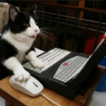 http://galleryhip.com/cat-using-the-computer.html